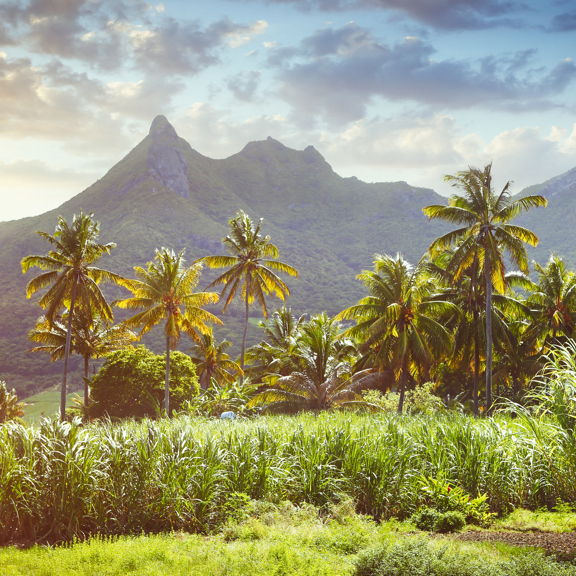 Sugarcane field in Mauritius