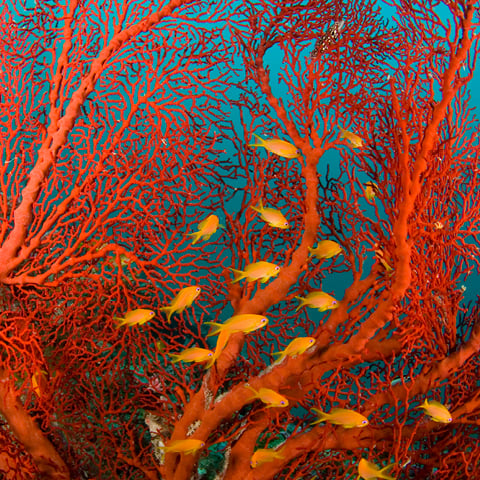 オゾン - サンゴ礁の修復 - アウトリガー・リゾーツ