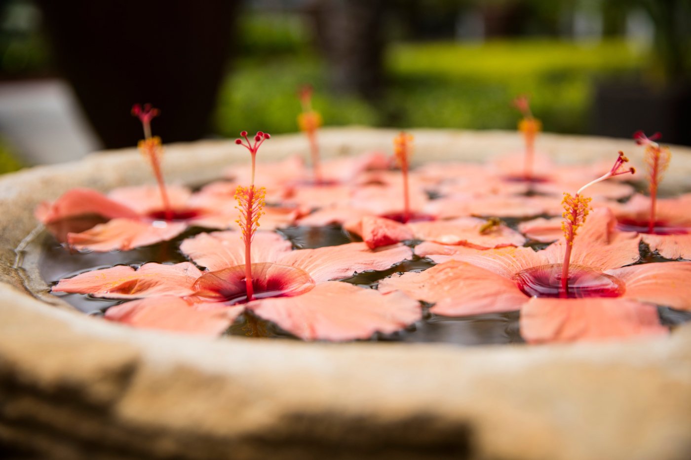 ナヴァサナ・スパの花