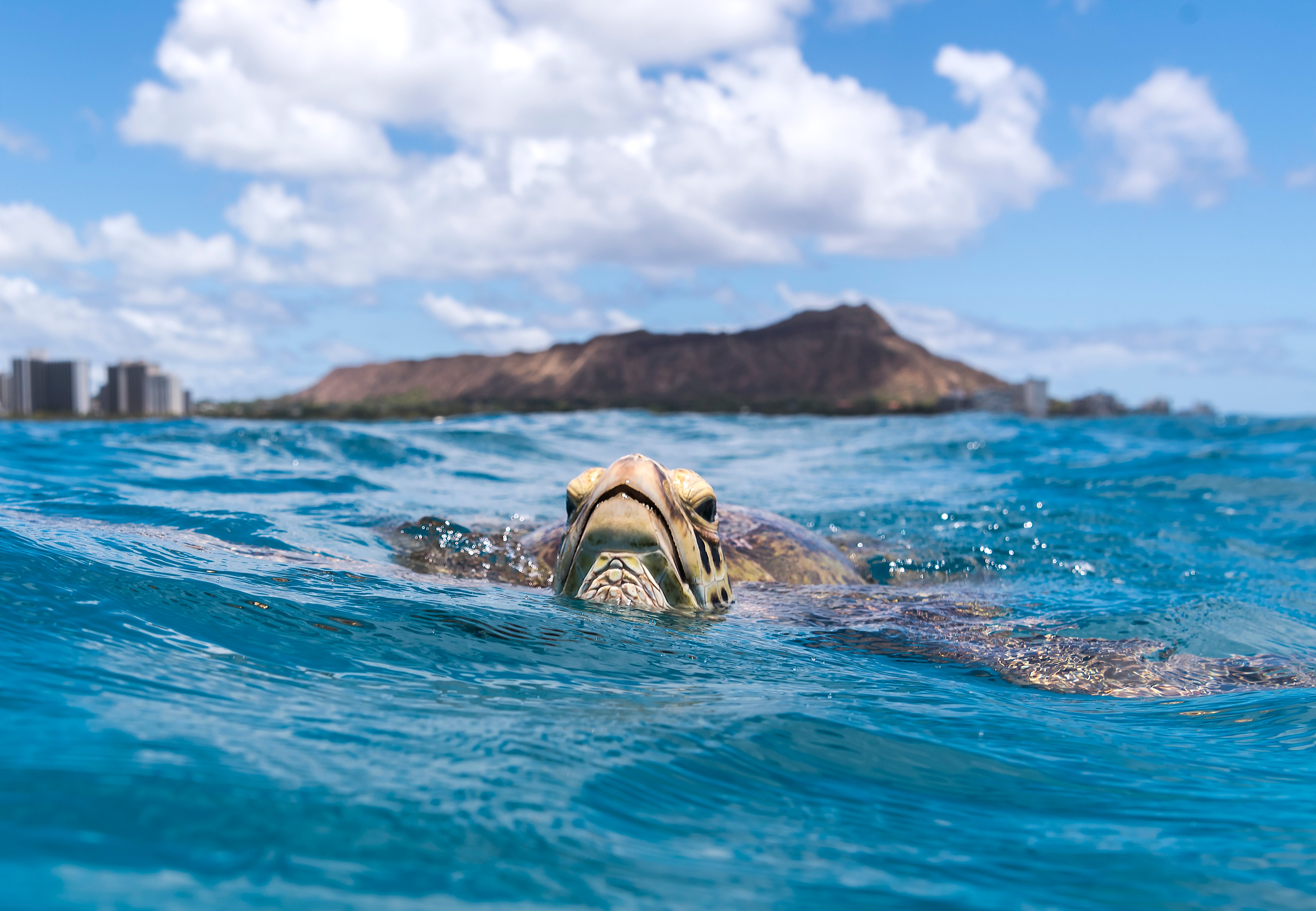 Green sea turtle in front of Diamond Head