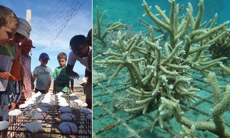 Guests taking part in planting coral