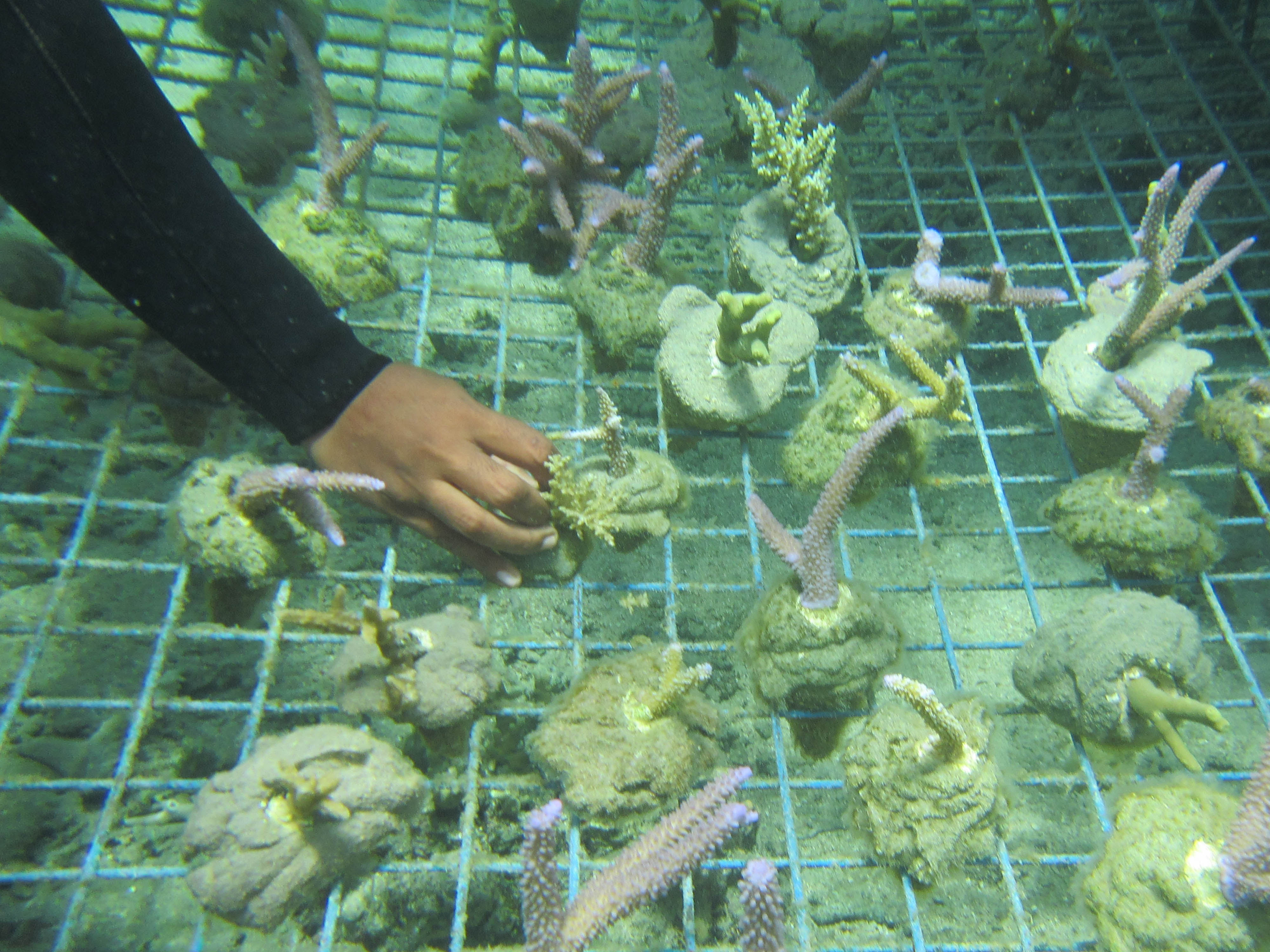 Coral Planting in Fiji