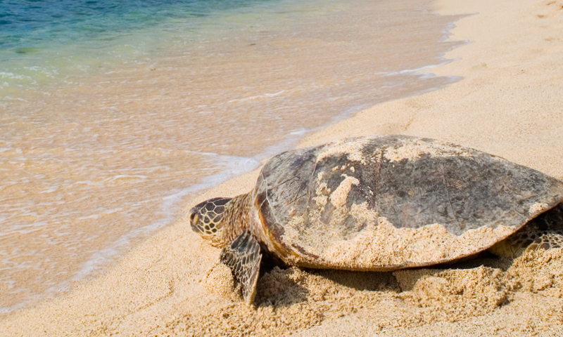 Where to see turtles - Oahu