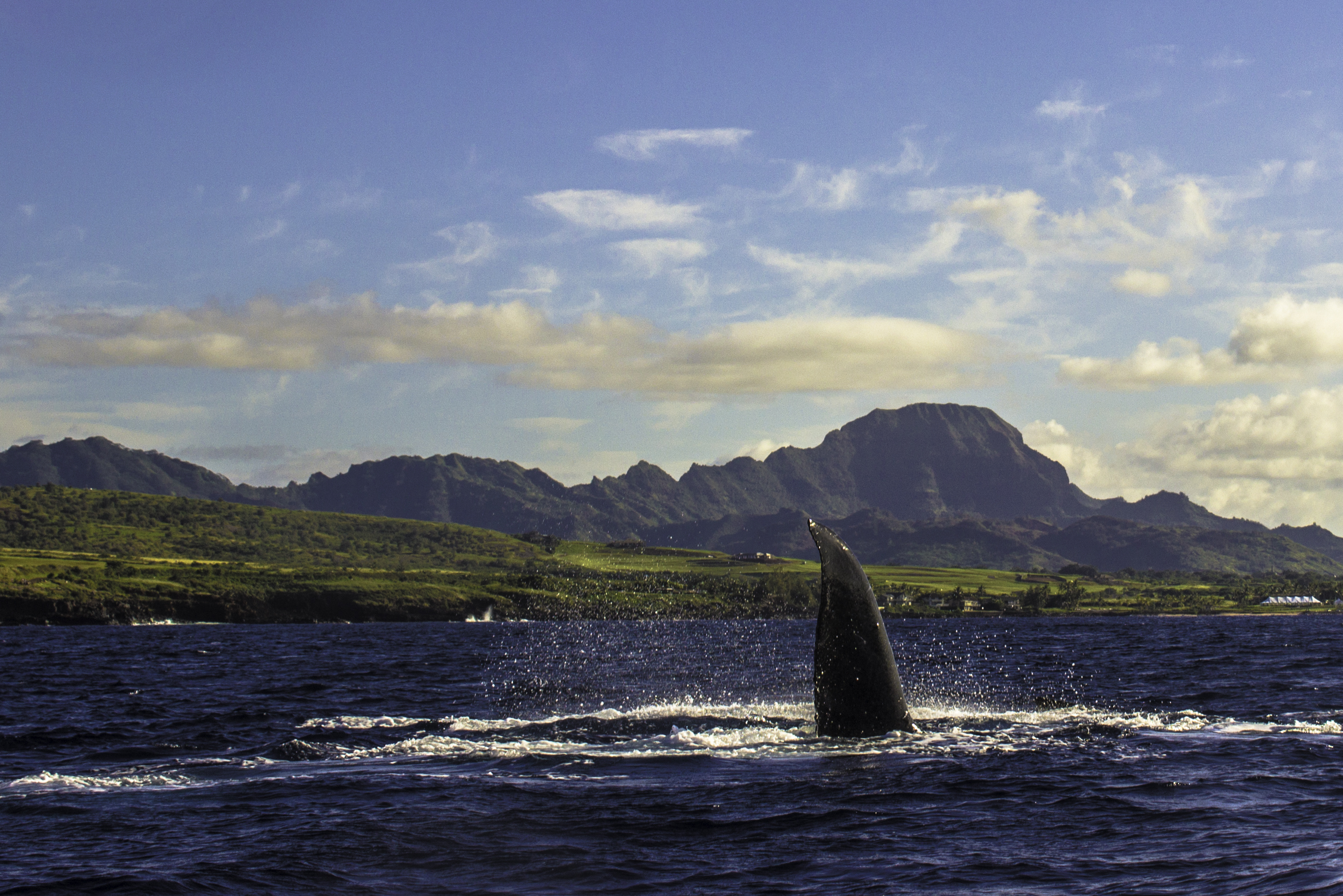 Whale Watching in Kauai