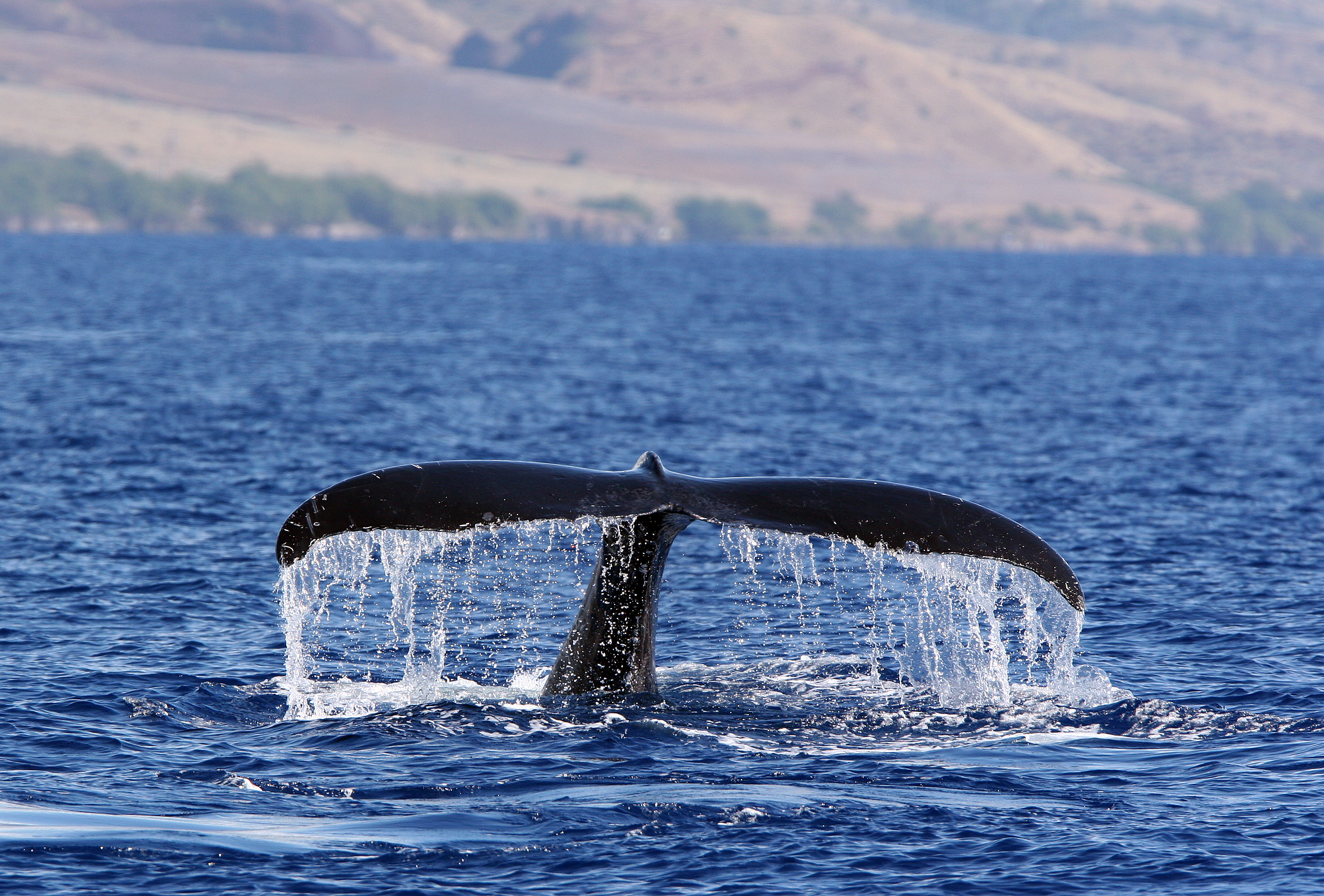 マウイ島のザトウクジラ