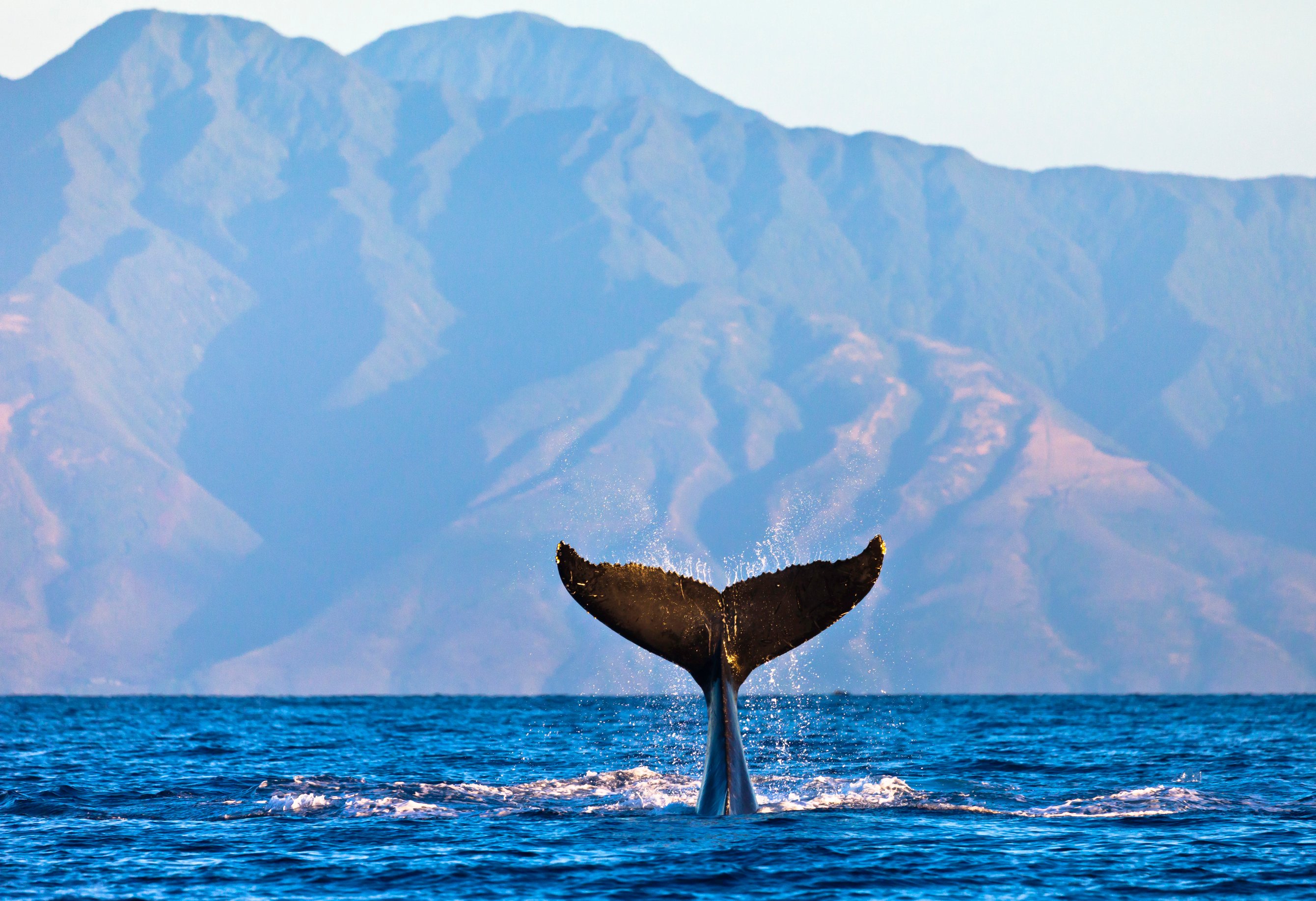 マウイ島