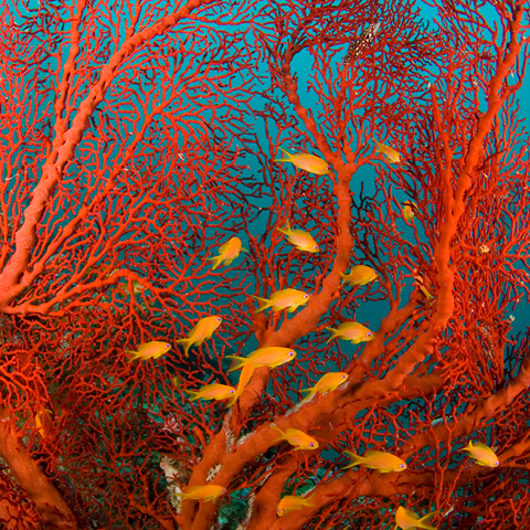 オゾン - サンゴ礁の修復 - アウトリガー・リゾーツ